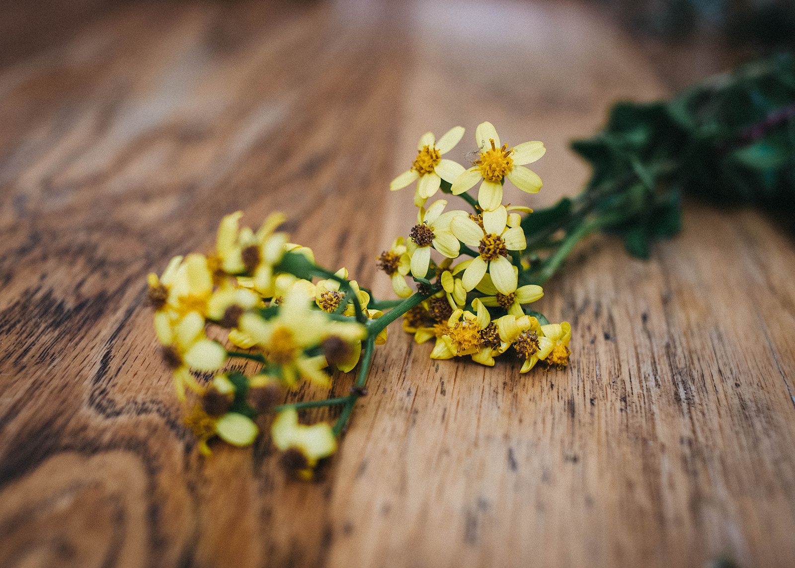 Tratamientos Faciales Illa Spa · Jardí de Ses Bruixes Collection